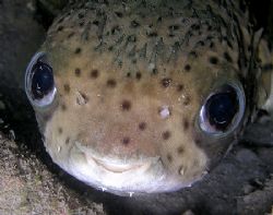 Don't worry. Be happy!! Juvenile puffer taken at Pertmina... by Nick Hobgood 